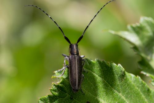 Agapanthia sp.